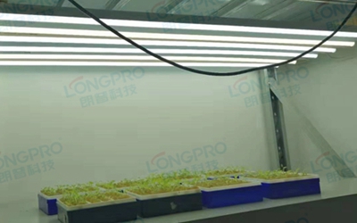UV紫外線照射實驗：植物如何應對自然環(huán)境中的紫外線威脅？